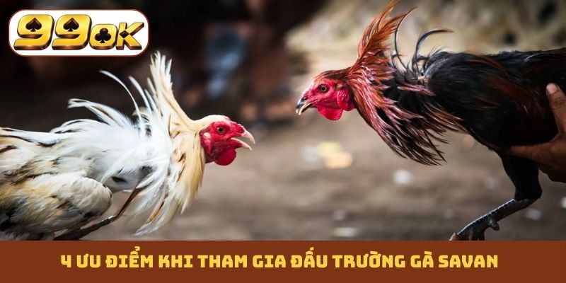4 ưu điểm khi tham gia đấu trường gà Savan