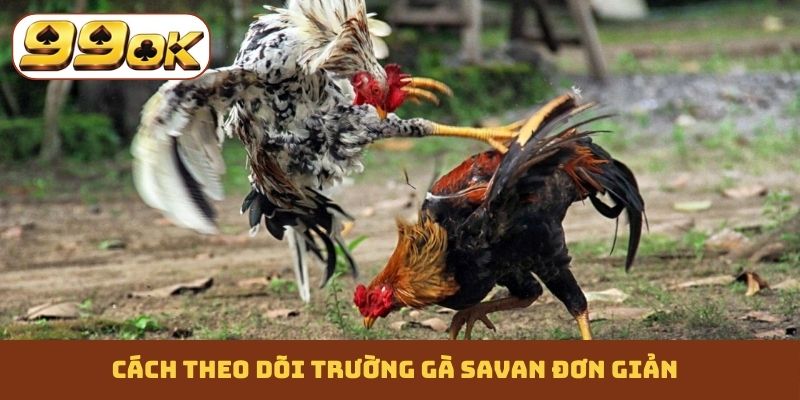 Cách theo dõi trường gà Savan đơn giản