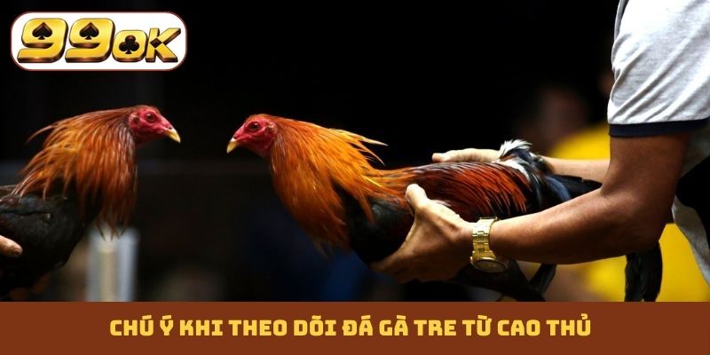 Chú ý khi theo dõi đá gà tre từ cao thủ