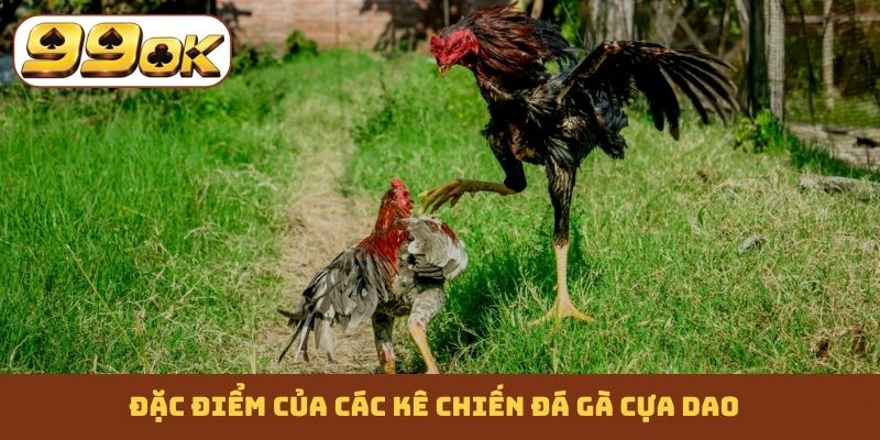 Đặc điểm của các kê chiến đá gà cựa dao