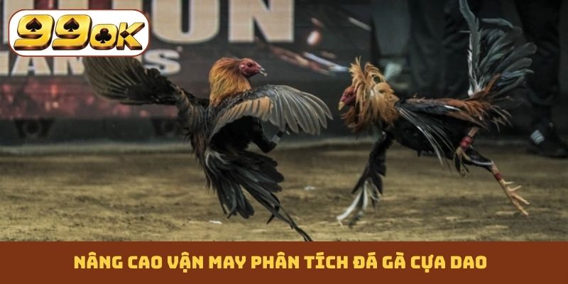 Nâng cao vận may phân tích đá gà cựa dao