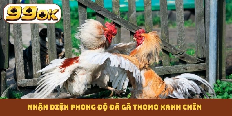 Nhận diện phong độ đá gà Thomo xanh chín