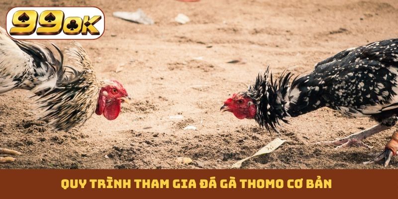 Quy trình tham gia đá gà Thomo cơ bản