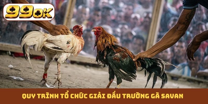 Quy trình tổ chức giải đấu trường gà Savan