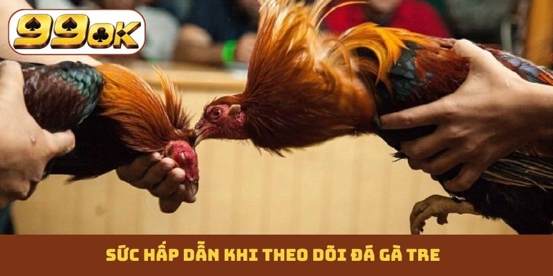 Sức hấp dẫn khi theo dõi đá gà tre
