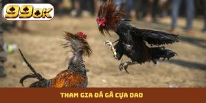 Đá gà cựa dao