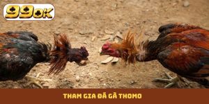 Đá gà Thomo