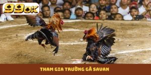 Trường gà Savan