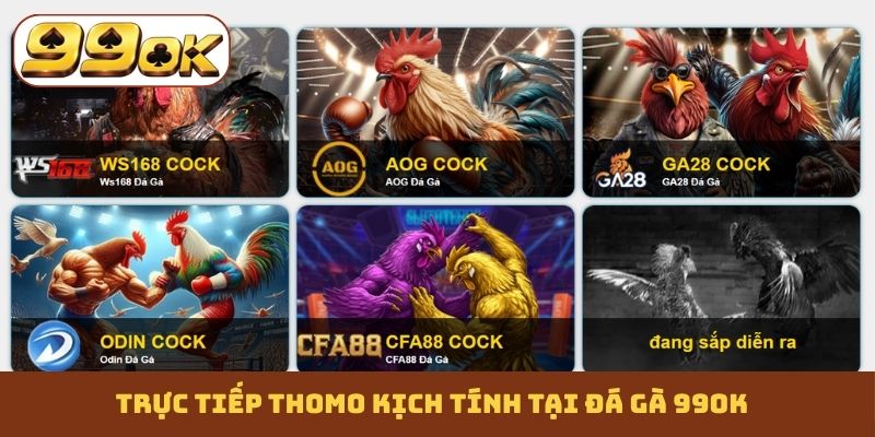 Trực tiếp Thomo kịch tính tại đá gà 99OK
