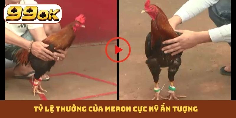 Tỷ lệ thưởng của Meron cực kỳ ấn tượng